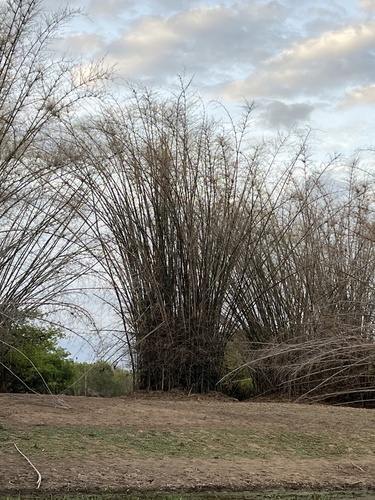 Image of Bambusa arnhemica by no rights reserved