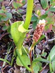 Pseudorchis straminea