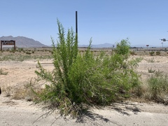 Chilopsis linearis arcuata