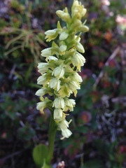 Pseudorchis straminea