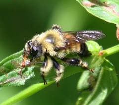 Laphria sacrator