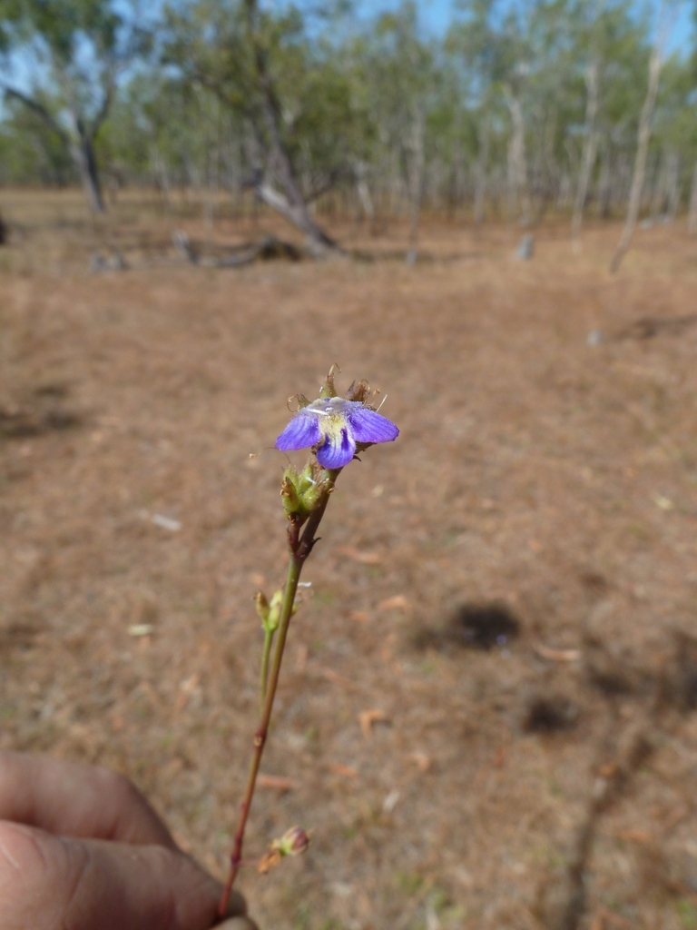 Lindernia stantonii