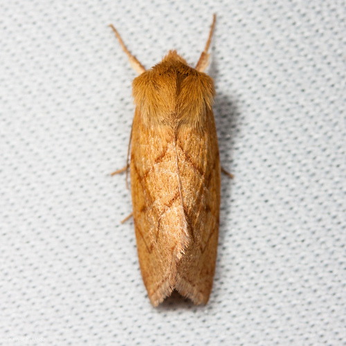 V-lined Quaker photo 5