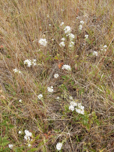 Image of Symphyotrichum hallii by (c) Ed Alverson, some rights reserved (CC BY)