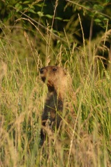 Marmota bobak