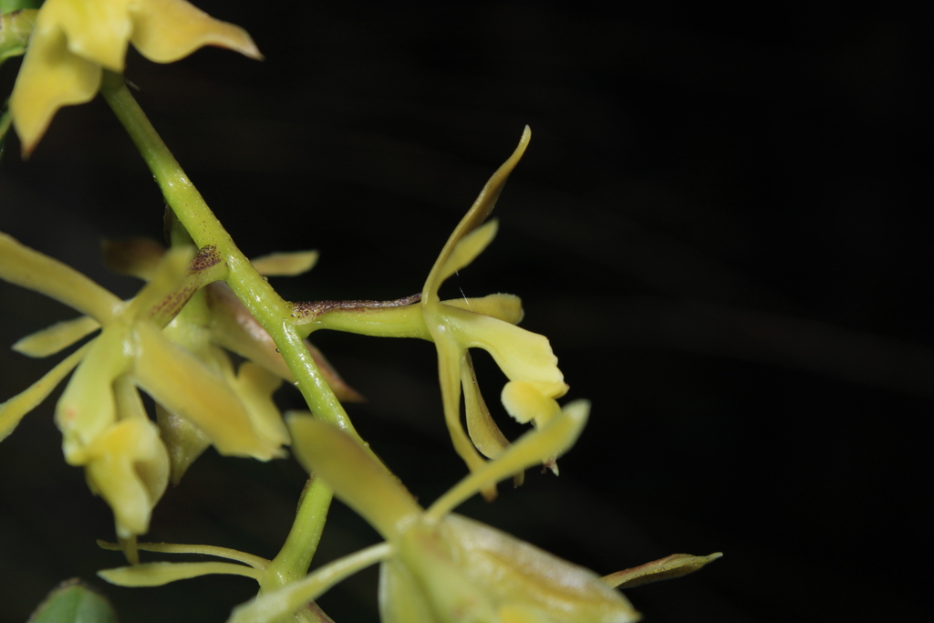 Epidendrum cleefii Hágsater & E.Santiago 3