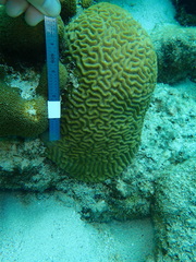 Pseudodiploria strigosa