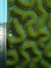 Pseudodiploria strigosa