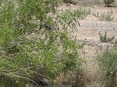 Chilopsis linearis arcuata