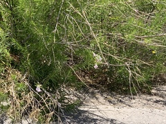 Chilopsis linearis arcuata