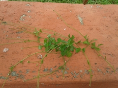 Erigeron cuneifolius