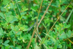 Ischnura