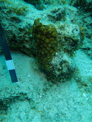 Montastraea cavernosa