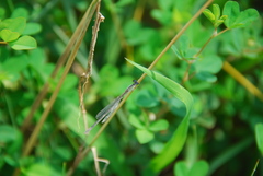 Ischnura