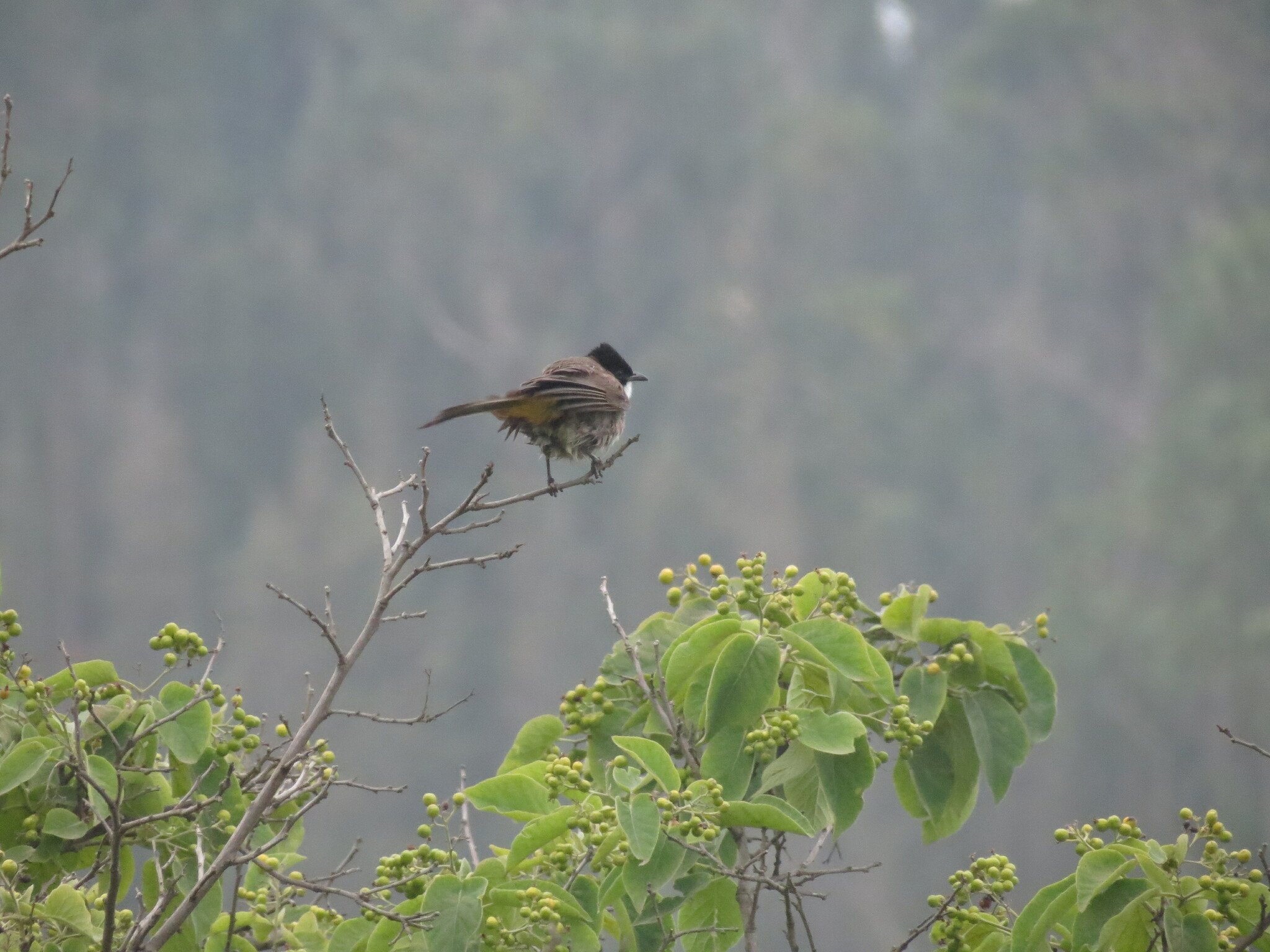 Brown-breasted Bulbul