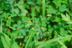 Ischnura