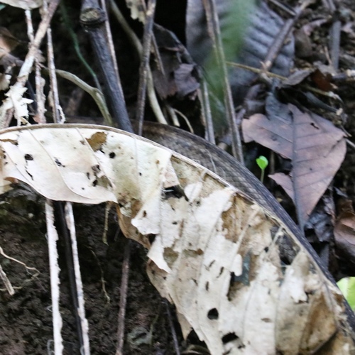 Chironius flavopictus