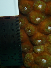 Montastraea cavernosa