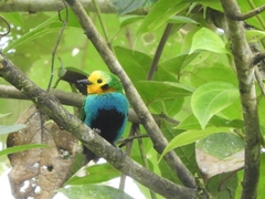 Chlorochrysa nitidissima