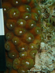 Montastraea cavernosa