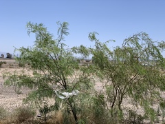 Prosopis glandulosa torreyana