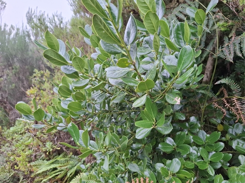 Image of Ilex perado by (c) Riccardo Guarino, some rights reserved (CC BY)