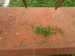 Erigeron cuneifolius