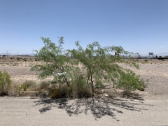 Prosopis glandulosa torreyana