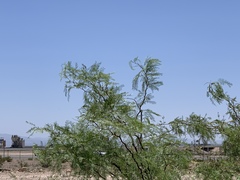 Prosopis glandulosa torreyana