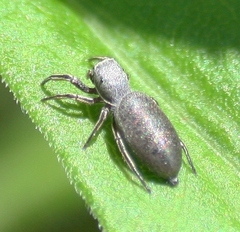 Tutelina similis