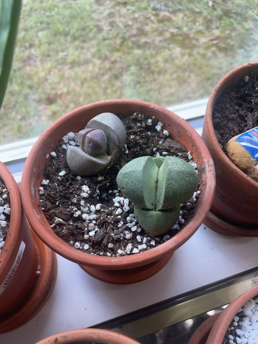 Pleiospilos simulans (Marloth) N.E.Br. 2