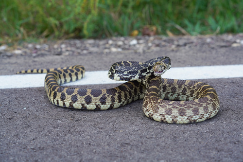 Bullsnake photographed in Iowa