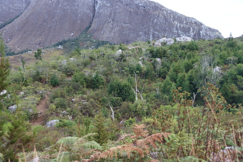 Image of Widdringtonia whytei by (c) Tony Rebelo, some rights reserved (CC BY-SA)