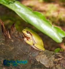 Hyla orientalis