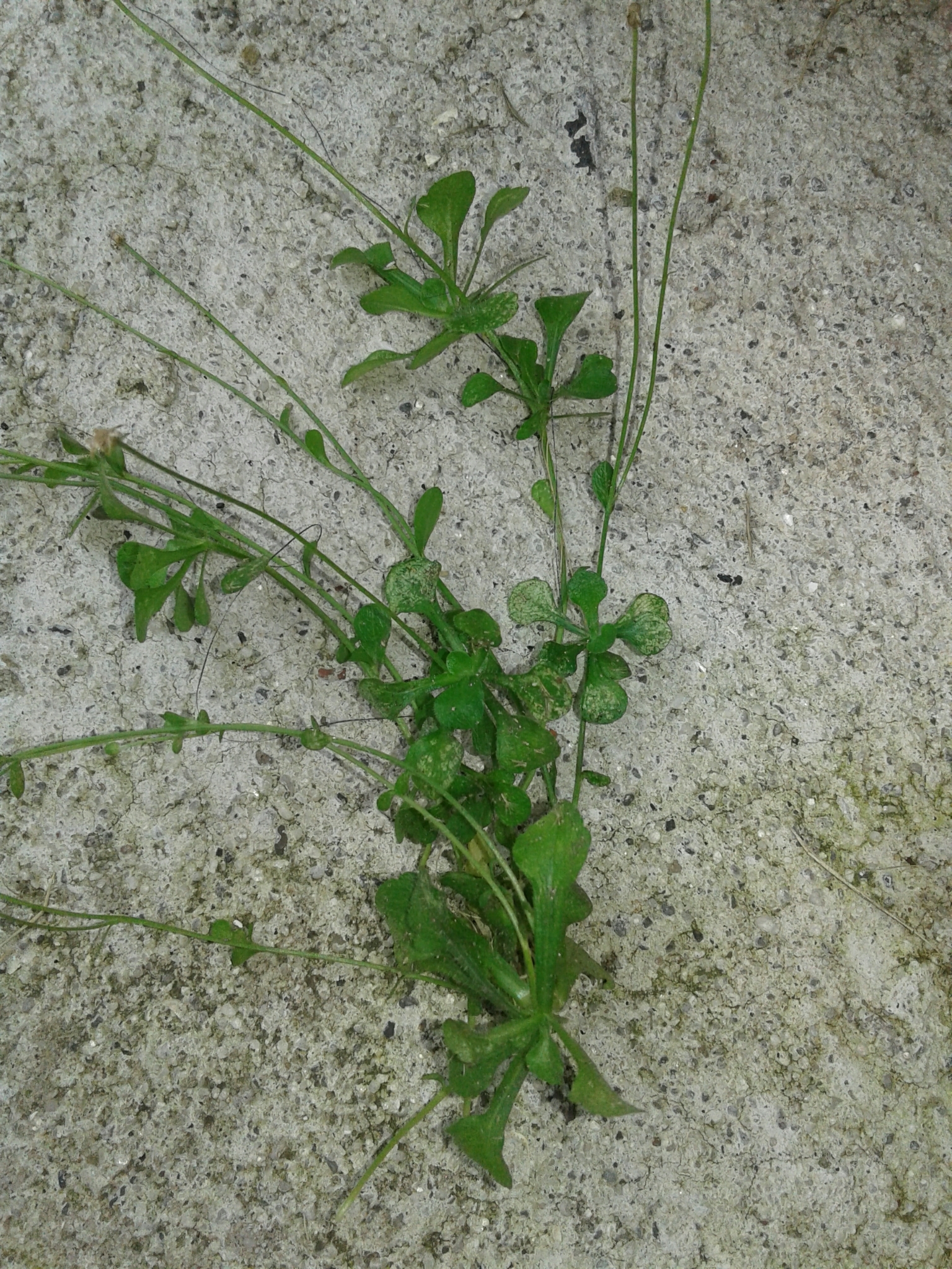 Erigeron cuneifolius