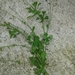 Wedgeleaf Fleabane - Photo (c) Alex Espinosa, some rights reserved (CC BY-NC), uploaded by Alex Espinosa