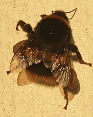 Bombus terrestris