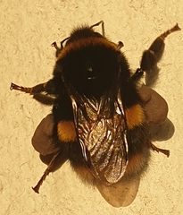 Bombus terrestris