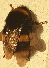 Bombus terrestris