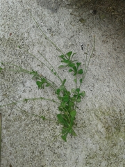 Erigeron cuneifolius