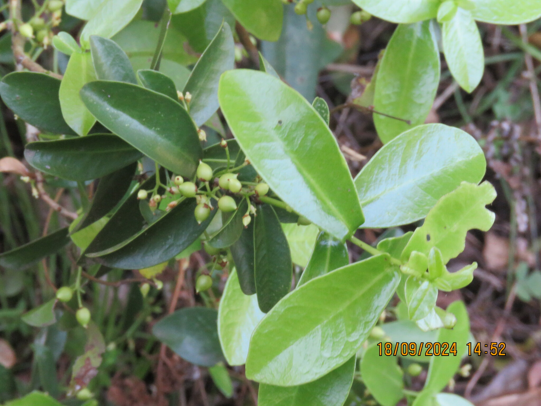 Daphnopsis racemosa
