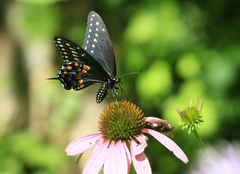 Papilio polyxenes