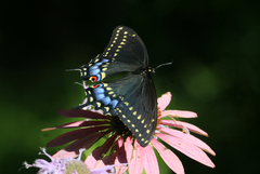 Papilio polyxenes