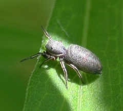 Tutelina similis