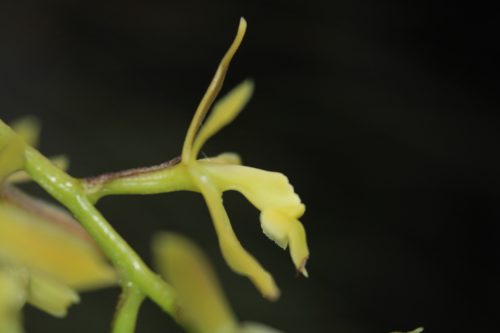 Epidendrum cleefii Hágsater & E.Santiago 4