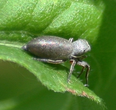 Tutelina similis