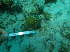 Pseudodiploria strigosa