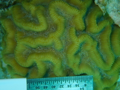 Pseudodiploria strigosa