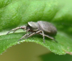Tutelina similis