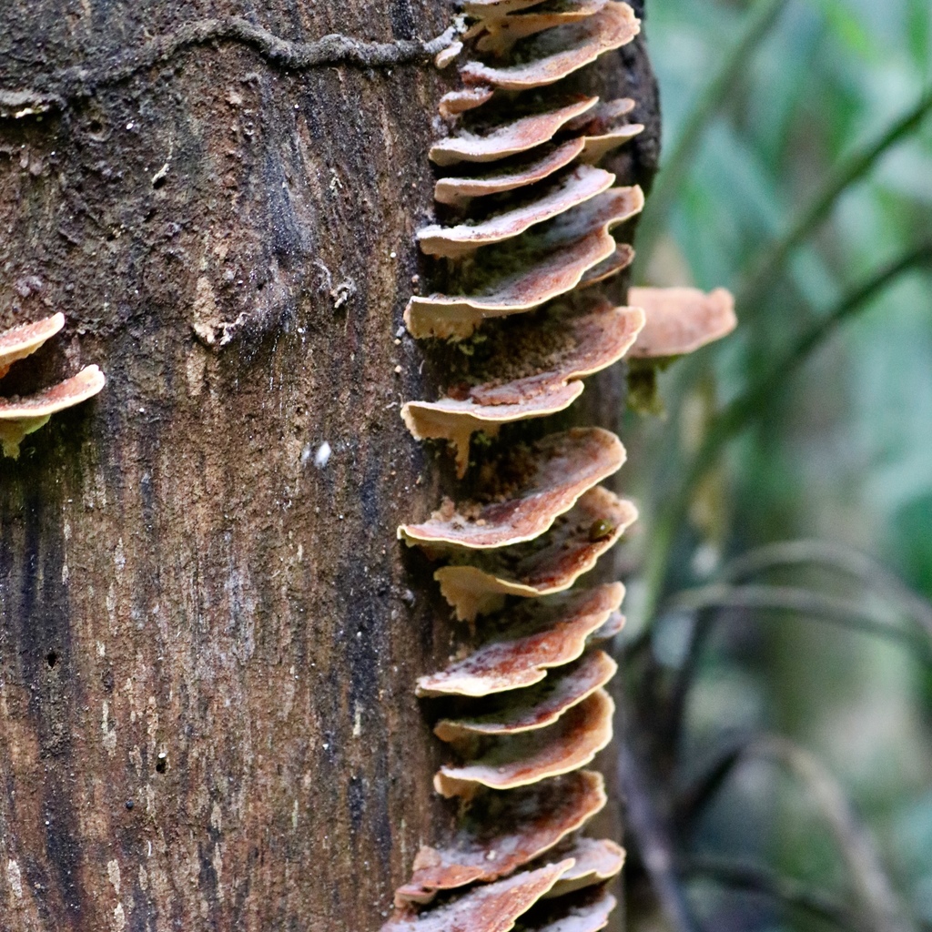 Fomitopsis cajanderi · June 2019 · photo: © agonzalo (iNaturalist, cc-by)